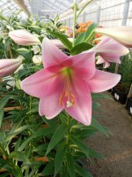 [4116 Dancing Lady Mak No102.JPG]